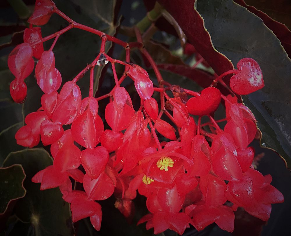 begonia-torch