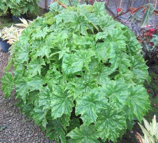 begonia-washington-state