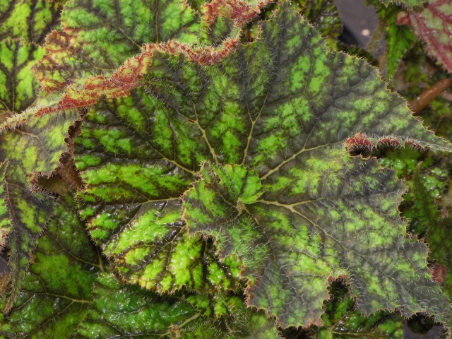 begonia-wild-pony