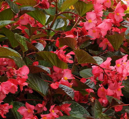 begonia-x-benariensis-whopper-rose-with-bronze-leaf-wax-begonia-fibrous-rooted-begonia