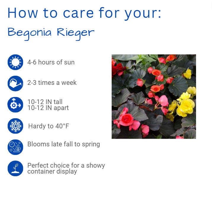 begonia-x-hiemalis-rieger-begonia