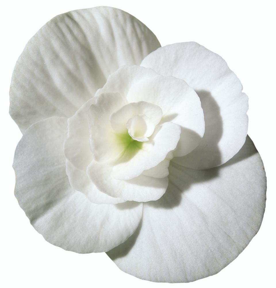 begonia-x-hiemalis-rieger-begonia