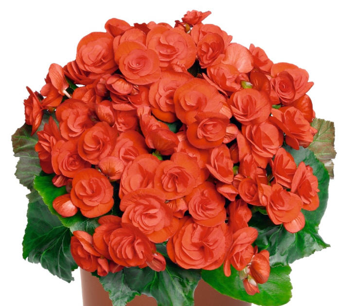 begonia-x-hiemalis-rieger-begonia