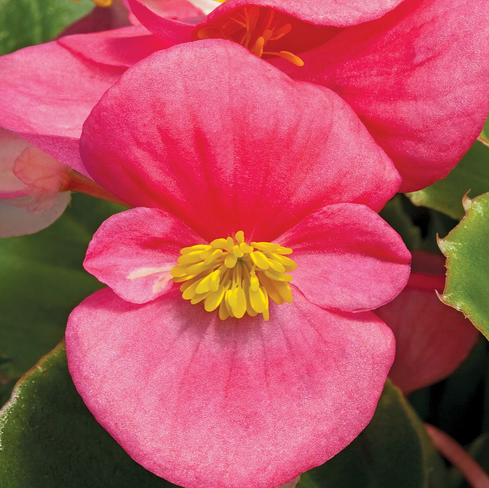 begonia-x-semperflorens-cultorum-bada-bing-rose-wax-begonia-fibrous-rooted-begonia