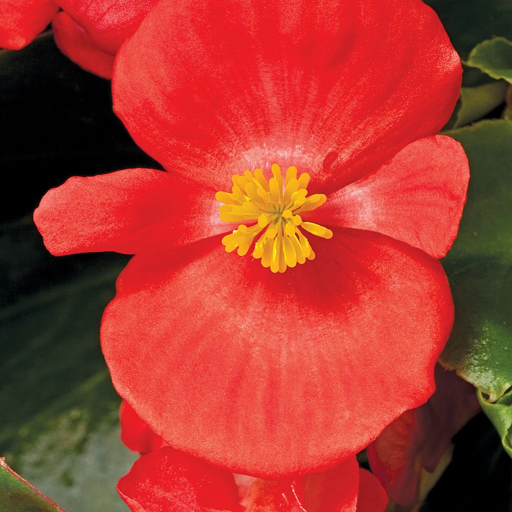 begonia-x-semperflorens-cultorum-bada-bing-scarlet-wax-begonia-fibrous-rooted-begonia