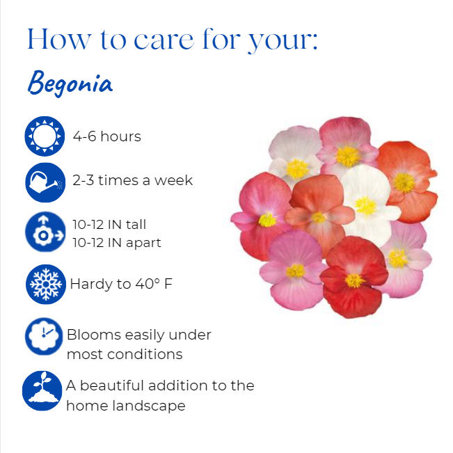 begonia-x-semperflorens-cultorum-bada-bing-white-wax-begonia-fibrous-rooted-begonia