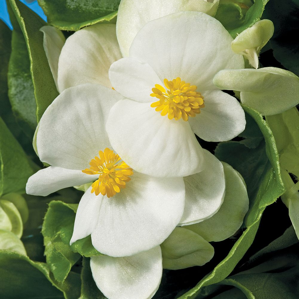 begonia-x-semperflorens-cultorum-bada-bing-white-wax-begonia-fibrous-rooted-begonia