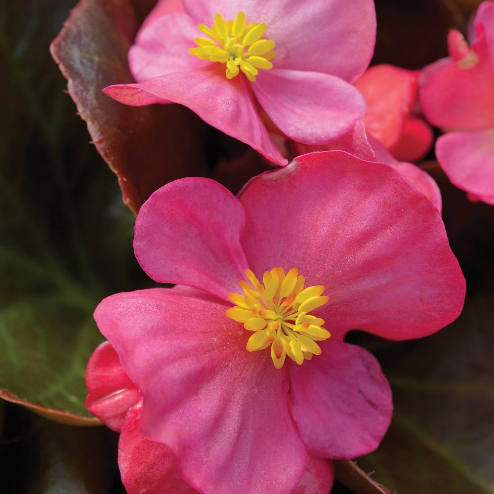 begonia-x-semperflorens-cultorum-bada-boom-rose-wax-begonia-fibrous-rooted-begonia