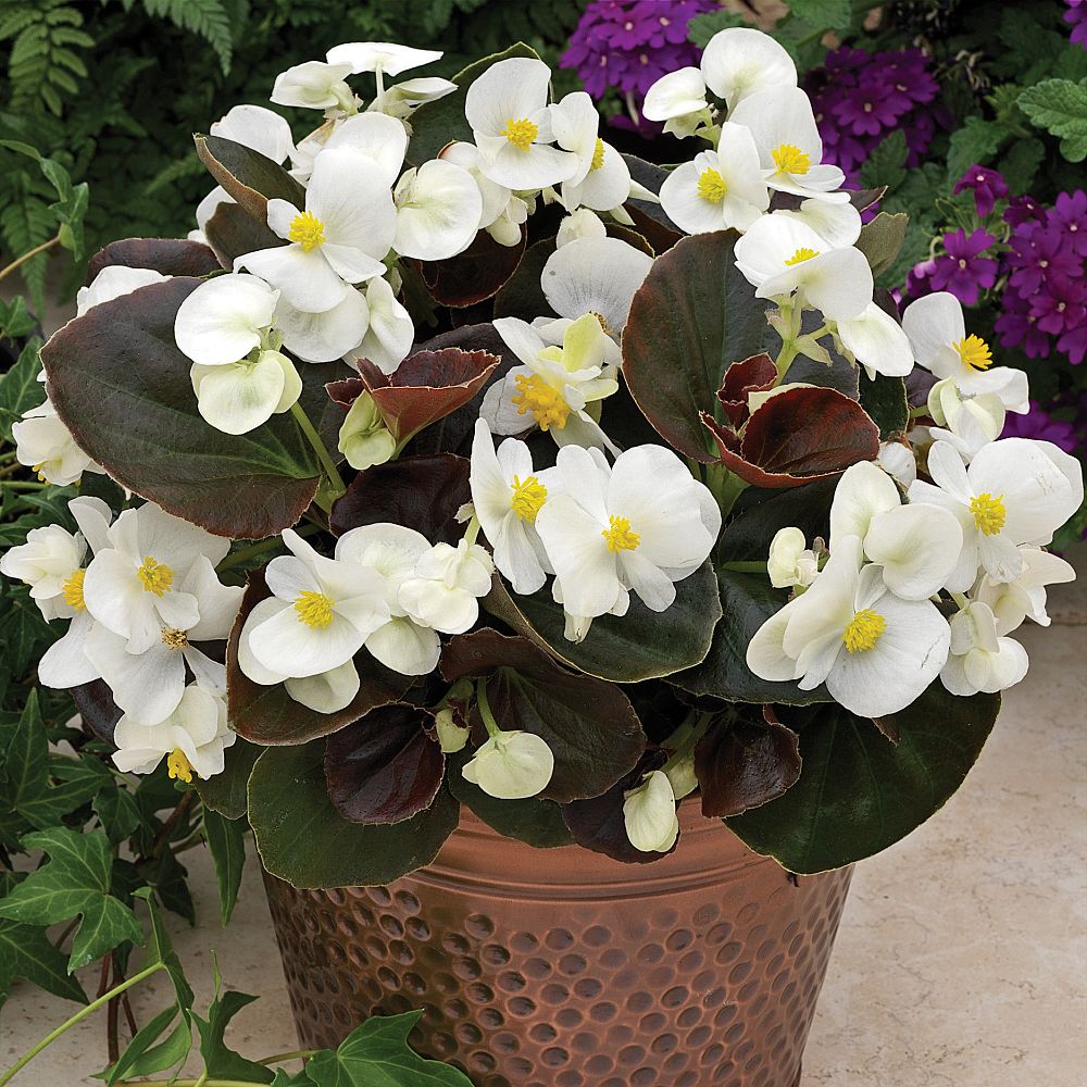 begonia-x-semperflorens-cultorum-bada-boom-white-wax-begonia-fibrous-rooted-begonia