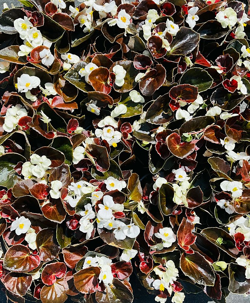 begonia-x-semperflorens-cultorum-bada-boom-white-wax-begonia-fibrous-rooted-begonia
