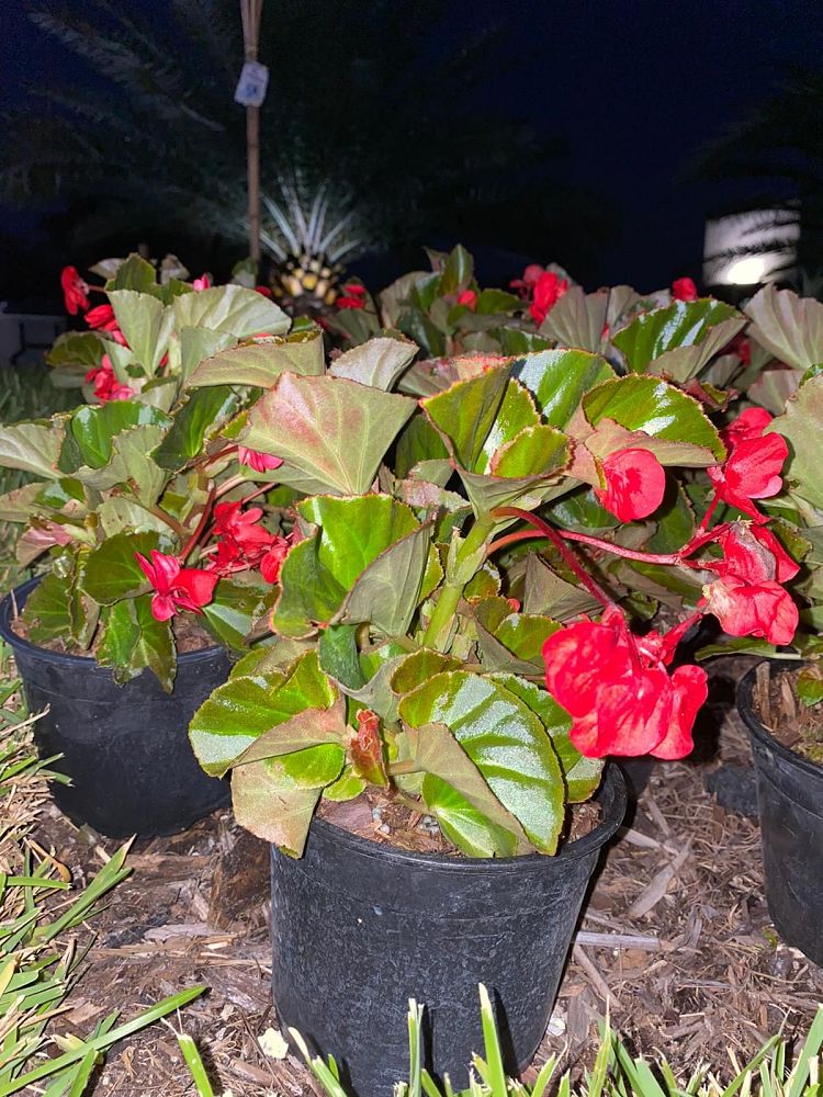 begonia-x-semperflorens-cultorum-queen-red-wax-begonia-fibrous-rooted-begonia