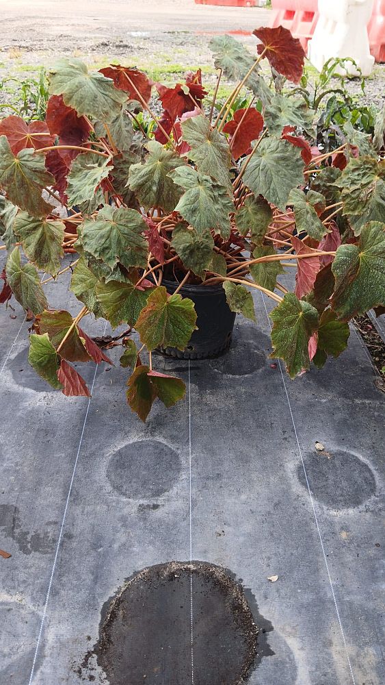 begonia-x-semperflorens-cultorum-queen-red-wax-begonia-fibrous-rooted-begonia