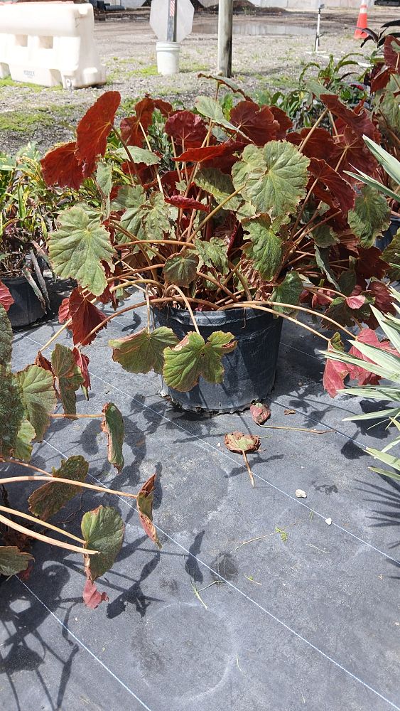 begonia-x-semperflorens-cultorum-queen-red-wax-begonia-fibrous-rooted-begonia