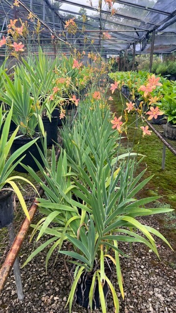 belamcanda-chinensis-blackberry-lily