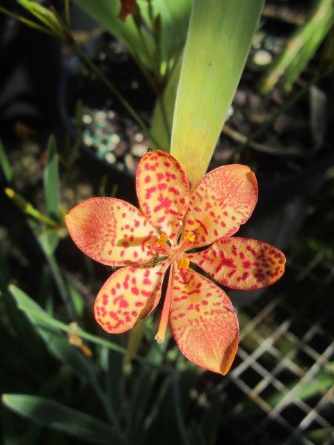 belamcanda-chinensis-blackberry-lily