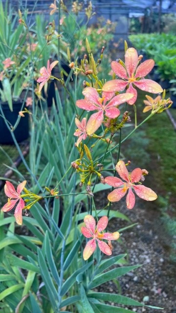 belamcanda-chinensis-blackberry-lily