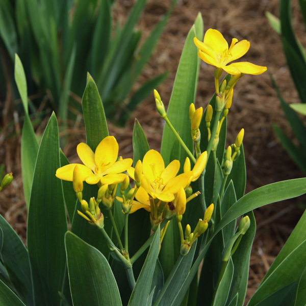 belamcanda-flabellata-hello-yello-blackberry-lily-dwarf-yellow-candy-lily