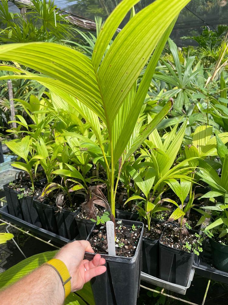bentinckia-nicobarica-bentinckia-palm