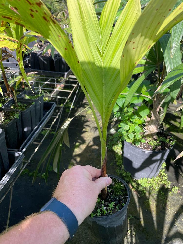 bentinckia-nicobarica-bentinckia-palm