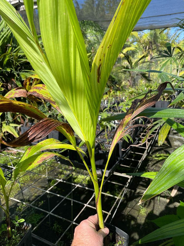 bentinckia-nicobarica-bentinckia-palm