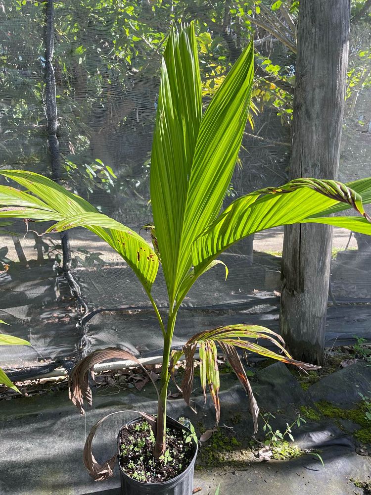 bentinckia-nicobarica-bentinckia-palm