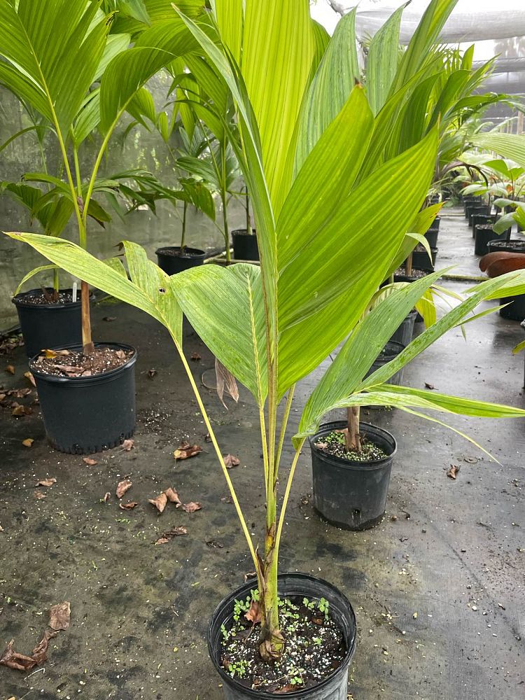 bentinckia-nicobarica-bentinckia-palm