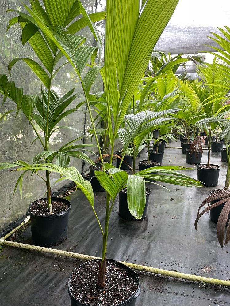 bentinckia-nicobarica-bentinckia-palm