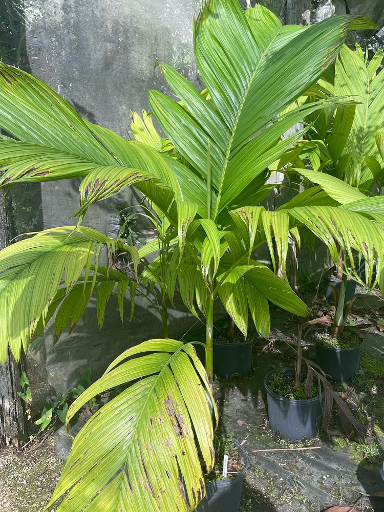 bentinckia-nicobarica-bentinckia-palm