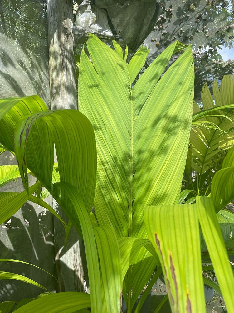 bentinckia-nicobarica-bentinckia-palm