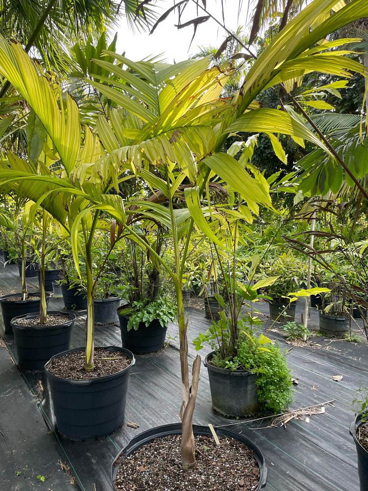 bentinckia-nicobarica-bentinckia-palm