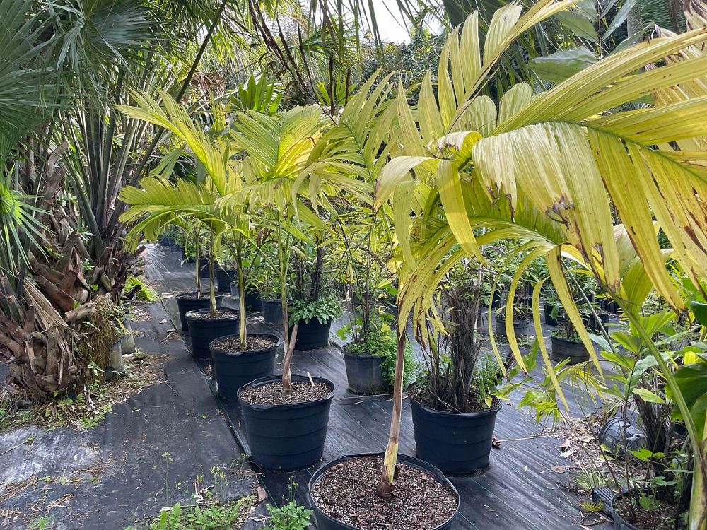bentinckia-nicobarica-bentinckia-palm