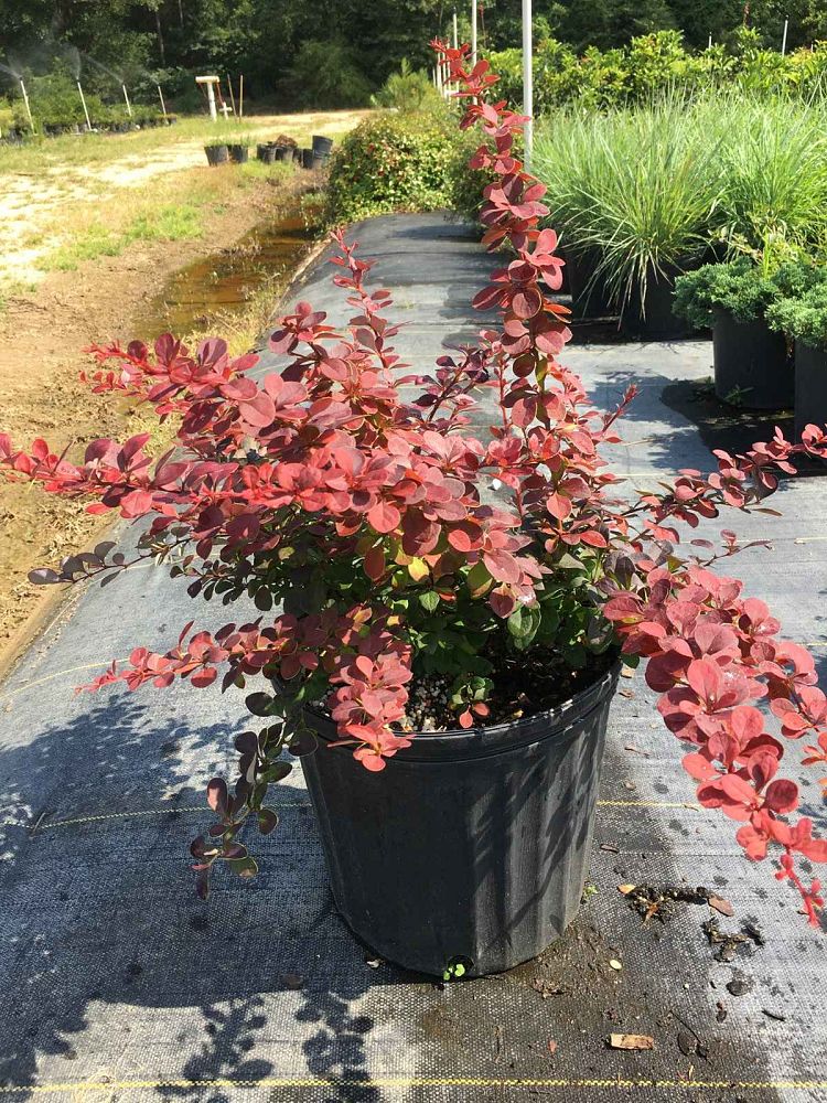 berberis-barberry
