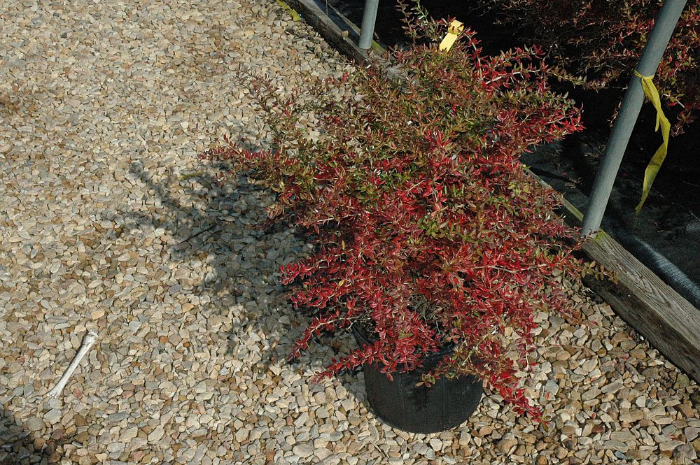 berberis-gladwynensis-william-penn-barberry