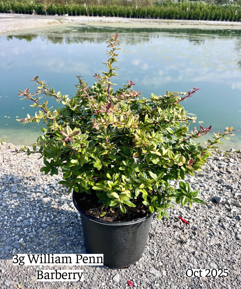 berberis-gladwynensis-william-penn-barberry
