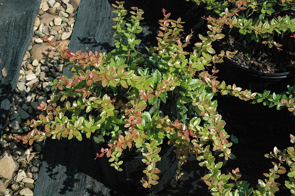 berberis-julianae-wintergreen-barberry