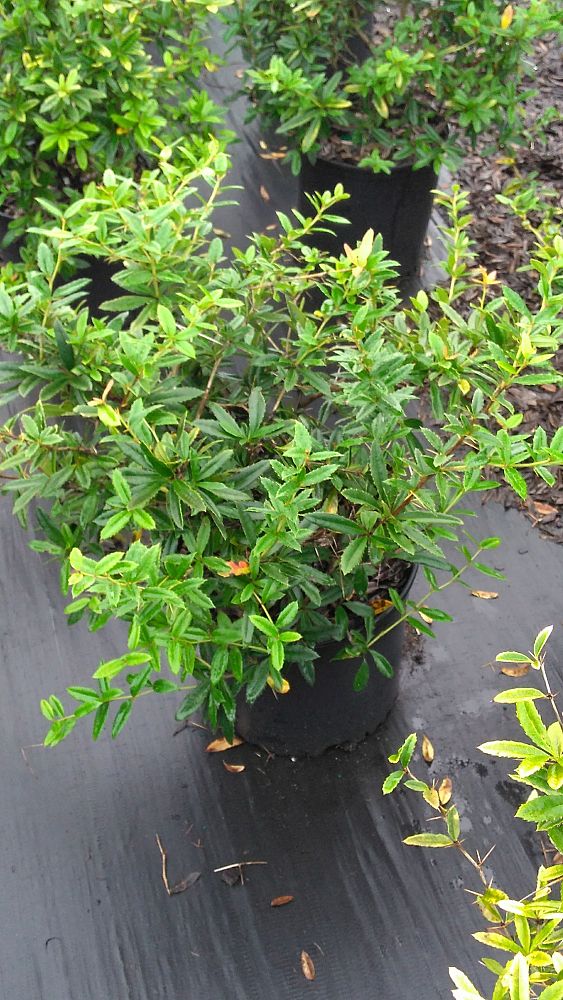 berberis-julianae-wintergreen-barberry