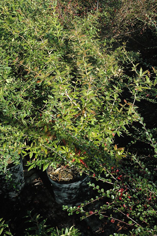 berberis-julianae-wintergreen-barberry