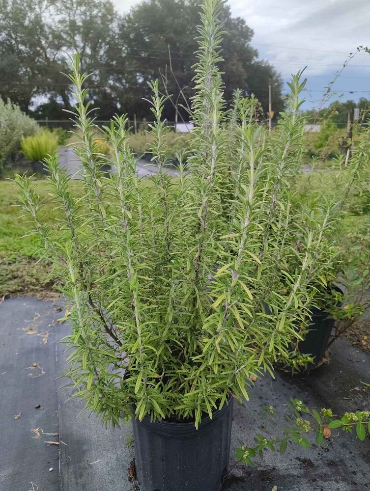 berberis-stenophylla-rosemary-barberry