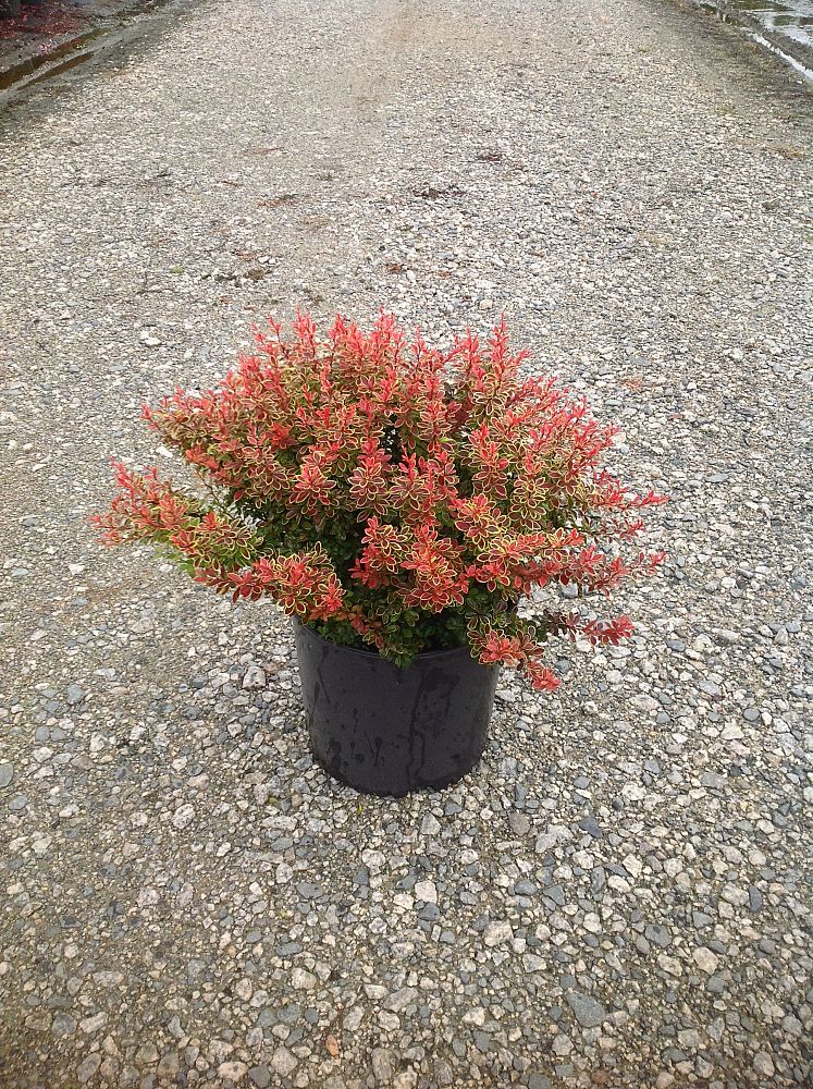 berberis-thunbergii-admiration-japanese-barberry
