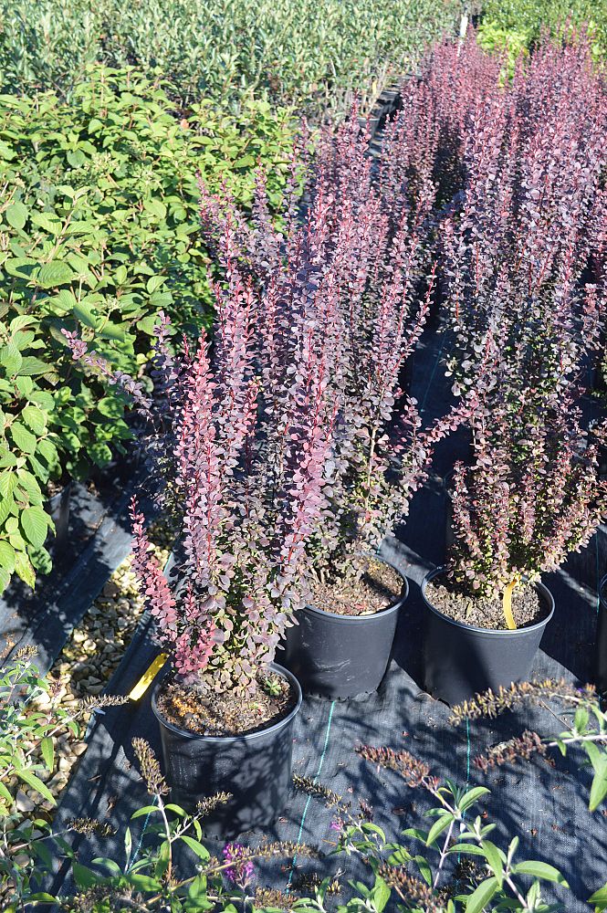 berberis-thunbergii-atropurpurea-marshall-upright-japanese-barberry