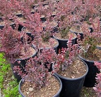 berberis-thunbergii-atropurpurea-red-leaf-japanese-barberry