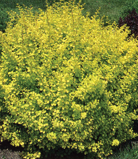 berberis-thunbergii-aurea-nana-dwarf-golden-japanese-barberry