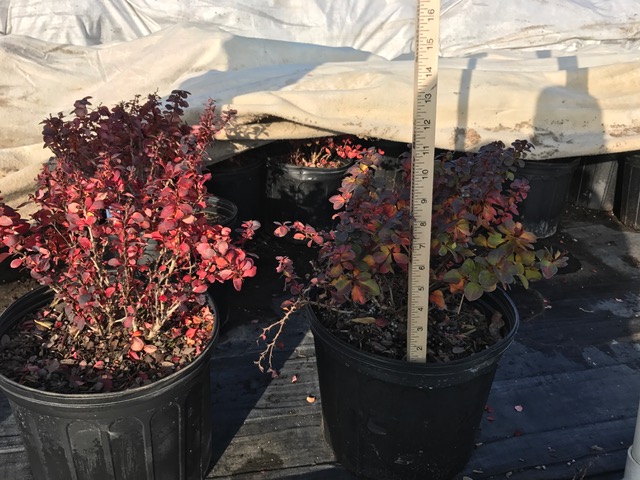 berberis-thunbergii-concorde-japanese-barberry
