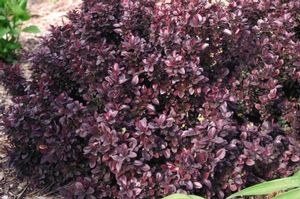 berberis-thunbergii-concorde-japanese-barberry