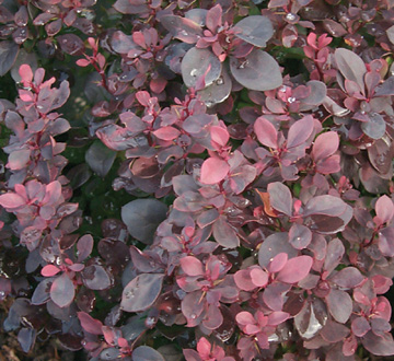 berberis-thunbergii-concorde-japanese-barberry