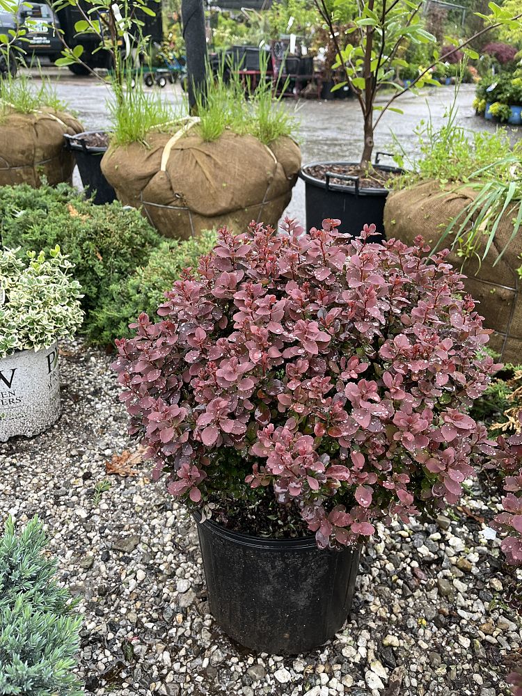 berberis-thunbergii-concorde-japanese-barberry