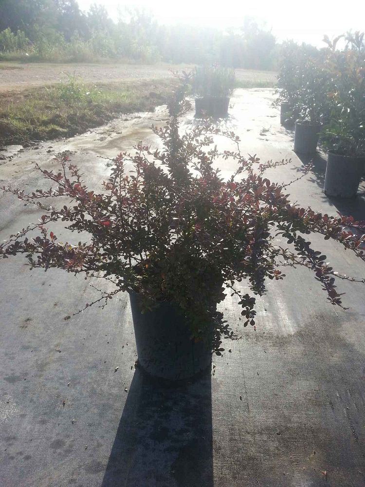 berberis-thunbergii-crimson-pygmy-japanese-barberry