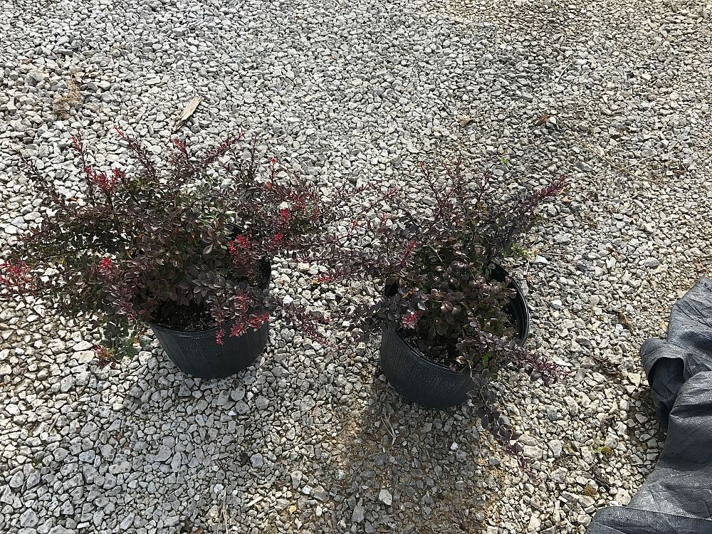 berberis-thunbergii-crimson-pygmy-japanese-barberry