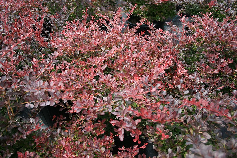 berberis-thunbergii-crimson-pygmy-japanese-barberry