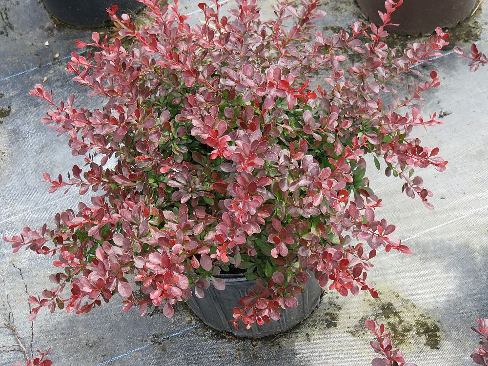 berberis-thunbergii-crimson-pygmy-japanese-barberry